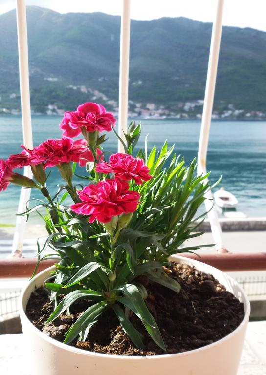 Apartmani Ivana Tivat Bagian luar foto